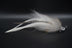 Buddy Good Jig Flies, Barra Buddy, Jig Fly Bony Bream  